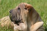 SHAR-PEI 930